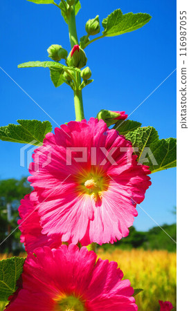 A landscape of pink hollyhocks in full bloom and blue skies 116987055