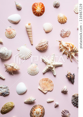Collection of various seashells and starfish. Beach and summer concept 116987229