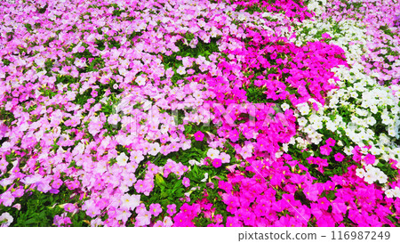 矮牽牛花壇盛開風景 矮牽牛花壇盛開風景 116987249