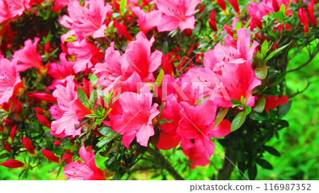 Scenery of pink azalea flowers in full bloom Scenery of pink azalea flowers in full bloom 116987352