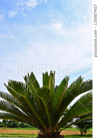 Cycad tree and blue sky Cycad tree and blue sky 116987487