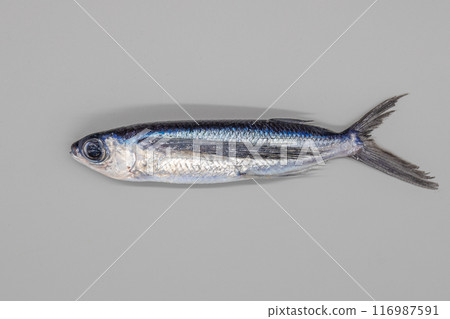 Gray background and flying fish Gray background and flying fish 116987591