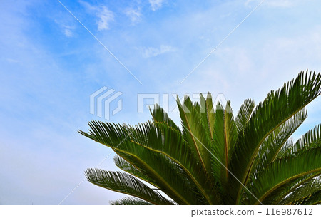 Cycad trees against the blue sky 116987612