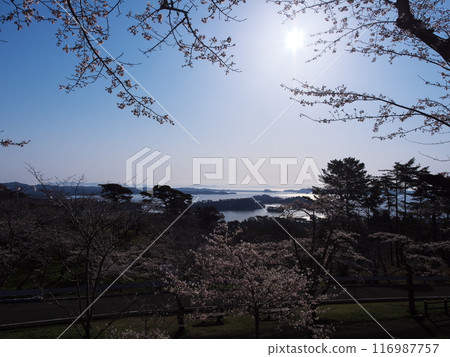View of the sun rising over Matsushima Bay from Saigyo-Modoshi-no-Matsu Park, where the cherry blossoms are in full bloom View of the sun rising over Matsushima Bay from Saigyo-Modoshi-no-Matsu Park, where the cherry blossoms are in full bloom 116987757