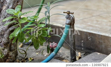 Garden Water Tap with Hose and Green Plants 116987821