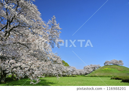 Cherry blossoms in Sakitama Kofun Park and Maruzukayama Kofun with cherry blossoms blooming on the top of the mound 116988201