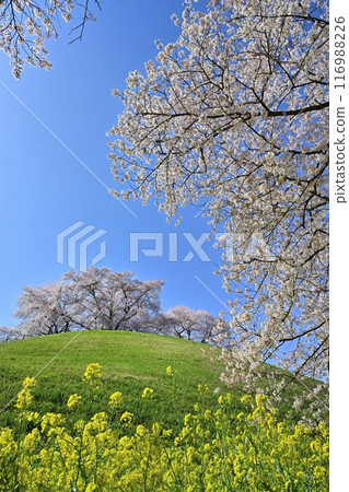 埼玉古墳公園的土丘頂上盛開著櫻花和油菜花的丸田山古墳 116988226