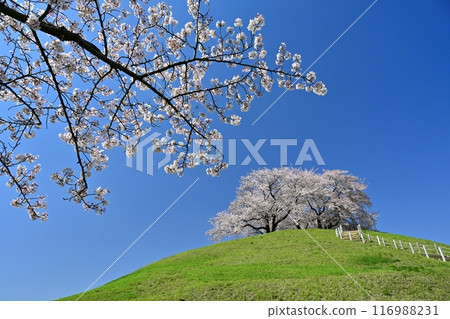 崎玉古墳公園和丸田山古墳的櫻花,土墩頂櫻花盛開 崎玉古墳公園和丸田山古墳的櫻花,土墩頂櫻花盛開 116988231