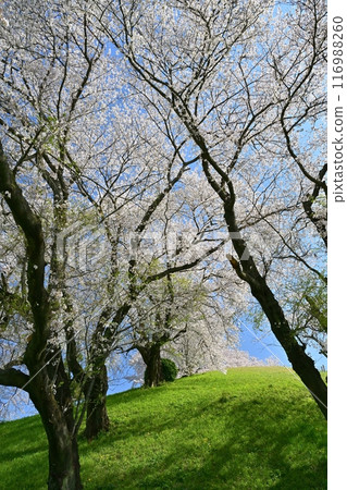 崎玉古墳公園內櫻花盛開的丸田山古墳 116988260