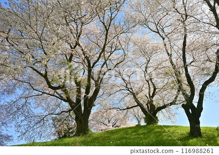 崎玉古墳公園內櫻花盛開的丸田山古墳 116988261