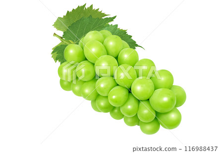 閃耀馬斯喀特插畫真實 116988437