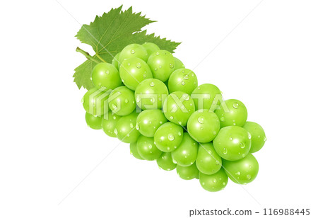 閃耀馬斯喀特插畫真實 116988445