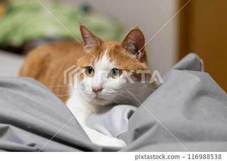 Staring cat, brown tabby white Staring cat, brown tabby white 116988538