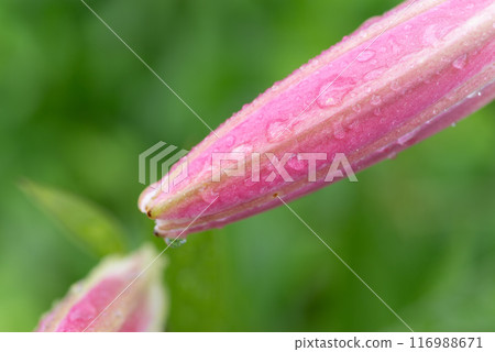 粉紅色的百合花蕾在雨中濕漉漉的 116988671