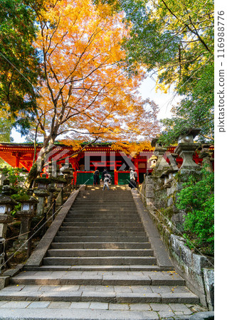 [Nara Prefecture] Kasuga Taisha Shrine with beautiful vibrant autumn leaves 116988776