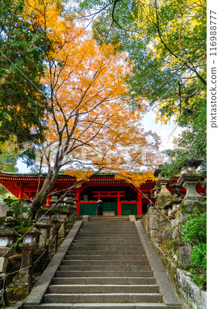 【奈良縣】春日大社，秋葉美麗明亮 116988777