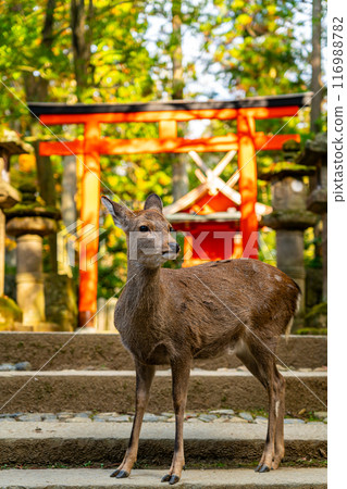 [Nara Prefecture] Wild deer walking around the grounds of Kasuga Taisha Shrine 116988782
