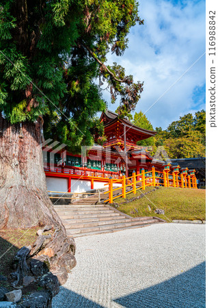 [Nara Prefecture] A large cedar tree in the apple garden of Kasuga Taisha Shrine 116988842