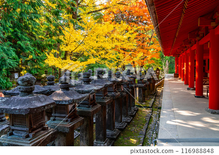 【奈良縣】春日大社，秋葉美麗明亮 116988848