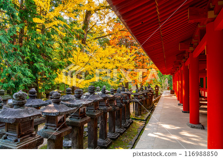 【奈良縣】春日大社,秋葉美麗明亮 【奈良縣】春日大社,秋葉美麗明亮 116988850