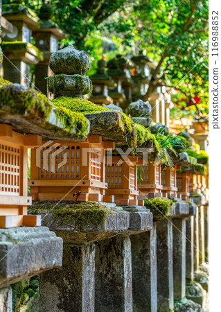 [Nara Prefecture] Kasuga Taisha Shrine with its impressive moss-covered stone lanterns 116988852