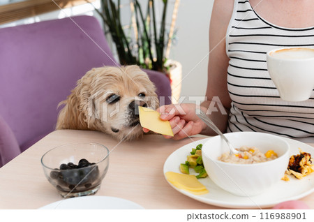 A woman feeds a dog from the table during breakfast. A woman feeds a dog from the table during breakfast. 116988901