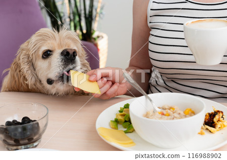 A woman feeds a dog from the table during breakfast. A woman feeds a dog from the table during breakfast. 116988902