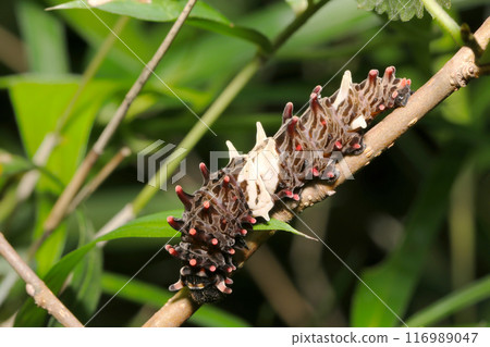 麝香燕尾蝶幼蟲（自然光+頻閃微距鏡頭特寫） 116989047