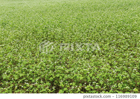 Buckwheat fields in Togakushi Plateau, with white flowers in full bloom Buckwheat fields in Togakushi Plateau, with white flowers in full bloom 116989109