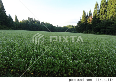 Buckwheat fields in Togakushi Plateau, with white flowers in full bloom 116989112