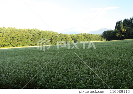 戶隱高原的蕎麥田裡盛開著白色的花朵 116989113