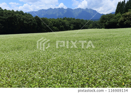 戶隱高原和戶隱山脈的蕎麥田裡盛開著白色的花。 116989134