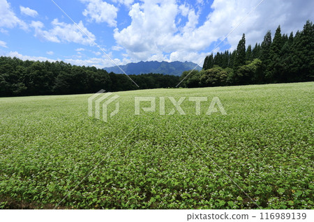 Buckwheat fields and Togakushi mountain range in full bloom with white flowers on the Togakushi Plateau 116989139