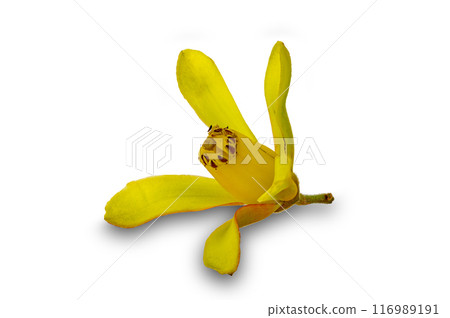 Closeup view of Neem , Margosa, Indian lilac, Nim, Azadirachta indica flower. Closeup view of Neem , Margosa, Indian lilac, Nim, Azadirachta indica flower. 116989191