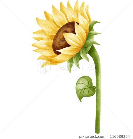 My sunflower garden. My sunflower garden. 116989204