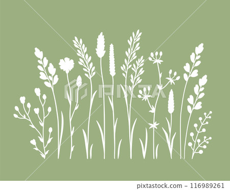 Botanical collection wildflowers, flowers, planta, herbs and spikes 116989261