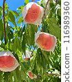 Wakayama peaches just before harvest 116989360