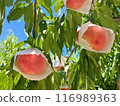 Peaches on the tree, ready to be harvested 116989363