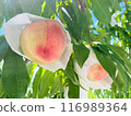 Peaches just before harvest 116989364