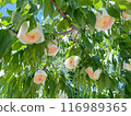Fully ripe peaches just before harvest 116989365