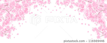 盛開的櫻花橫幅背景 116989446