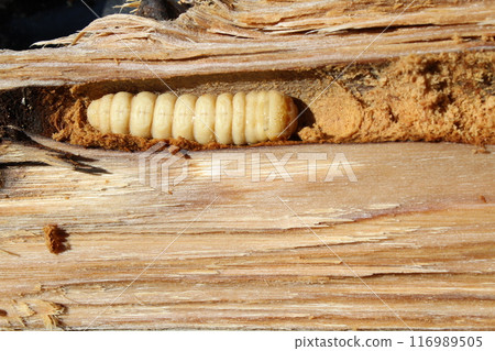 Longhorn beetle larvae emerging from a split chestnut tree 116989505