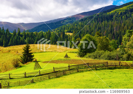 carpathian rural landscape in autumn. beautiful countryside scenery of ukraine on a sunny day. fence on the green fields rolling through hills 116989563