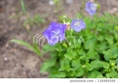 The beauty of urban flowers on a summer day The beauty of urban flowers on a summer day 116989589
