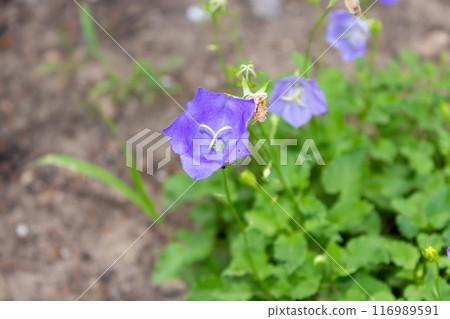 The beauty of urban flowers on a summer day  116989591