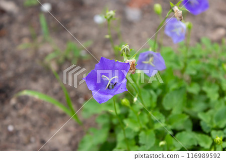 The beauty of urban flowers on a summer day  116989592