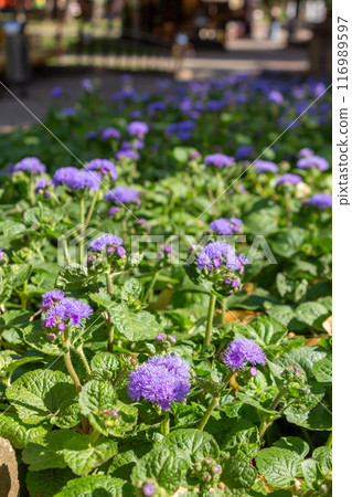 The beauty of urban flowers on a summer day The beauty of urban flowers on a summer day 116989597