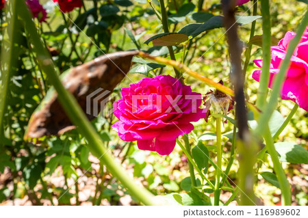 The beauty of urban flowers on a summer day  116989602