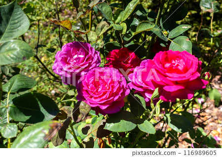 The beauty of urban flowers on a summer day  116989605
