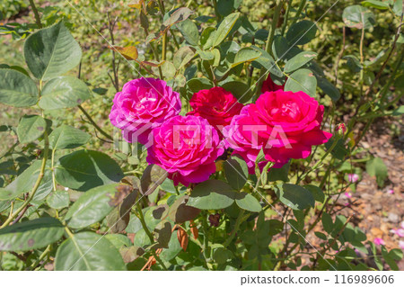 The beauty of urban flowers on a summer day  116989606